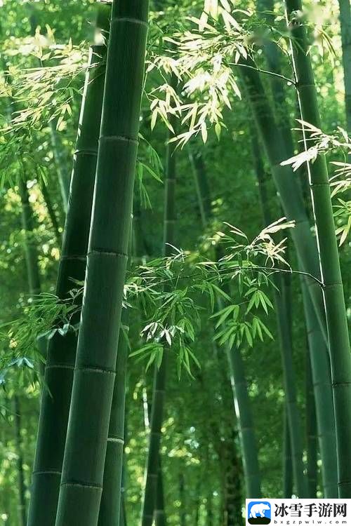 99在线**精品秘?竹菊影视