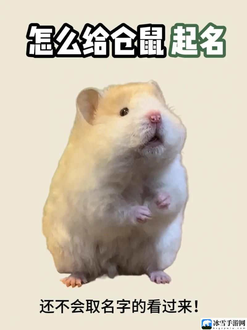 儿子就是用来cha的仓鼠